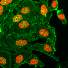 Anti-Acetyl-Histone H3 (Lys27) rabbit monoclonal antibody [RM172] image 1