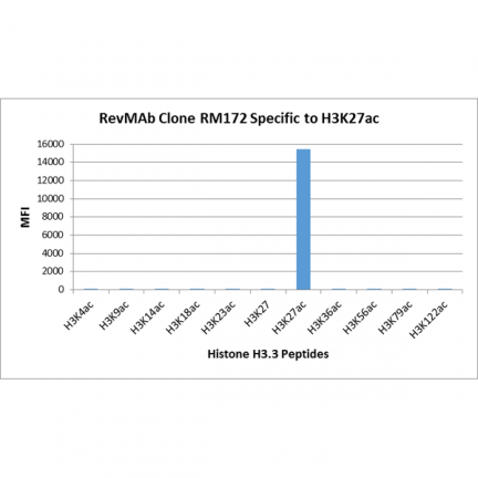 Anti-Acetyl-Histone H3 (Lys27) rabbit monoclonal antibody [RM172] image 3