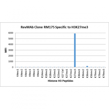Anti-Trimethyl-Histone H3 (Lys27) rabbit monoclonal antibody [RM175] image 3