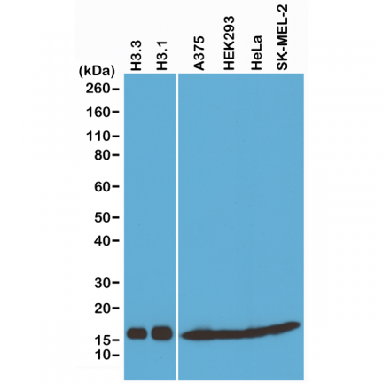 Anti-Histone H3 pan rabbit monoclonal antibody [RM188] image 2