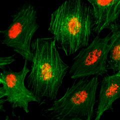 Anti-Histone H3 pan rabbit monoclonal antibody [RM188] image 1