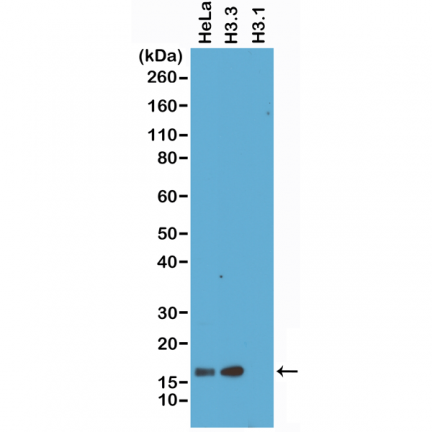 Anti-Histone H3.3 rabbit monoclonal antibody [RM190] image 1