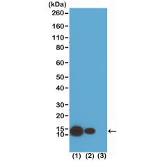 Anti-Acetyl-Histone H4 (Lys8) rabbit monoclonal antibody [RM201] image 1