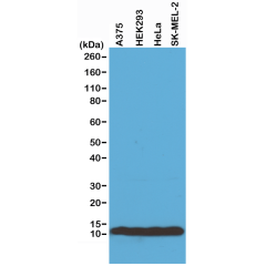 Anti-Histone H4 rabbit monoclonal antibody [RM212] image 1