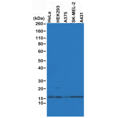 Anti-Histone H2AZ rabbit monoclonal antibody [RM215] image 1