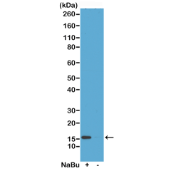 Anti-Acetyl-Histone H2A.Z (Lys4) rabbit monoclonal antibody [RM221] image 1