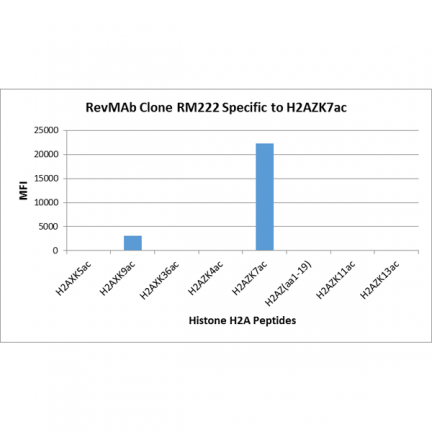 Anti-Acetyl-Histone H2A.Z (Lys7) rabbit monoclonal antibody [RM222] image 3