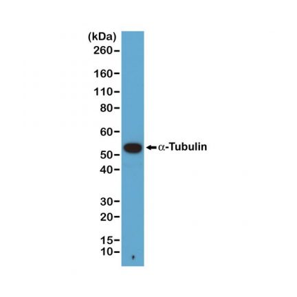 Biotin Anti-α-Tubulin rabbit monoclonal antibody [RM113] image 2