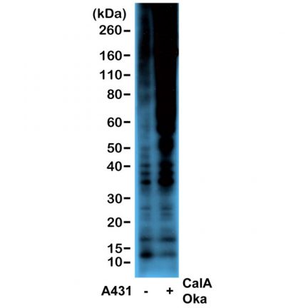 Anti-Phosphothreonine rabbit monoclonal antibody [RM102] image 1
