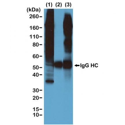 Anti-Phosphothreonine rabbit monoclonal antibody [RM102] image 3