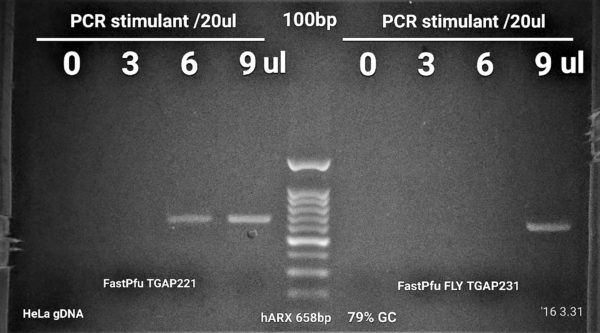 human ARX PCR amplification of a 79% GC-rich band using PCR stimulant.