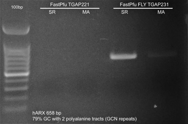 Fig.3B. PCR amplification of human ARX 79% GC-rich fragment containing 2 polyalanine tracts from TransDirect SR and MA saliva lysates using FastPfu and FastPfu FLY.