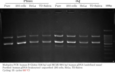 High-Fidelity DNA Polymerase Comparison using unpurified gDNA
