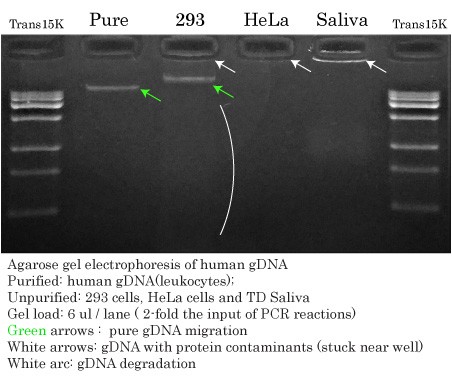 gDNA used for HiFi Comparison