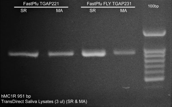 Fig.3A PCR amplification of MC1R from TransDirect SR and MA saliva lysates using FastPfu and FastPfu FLY.