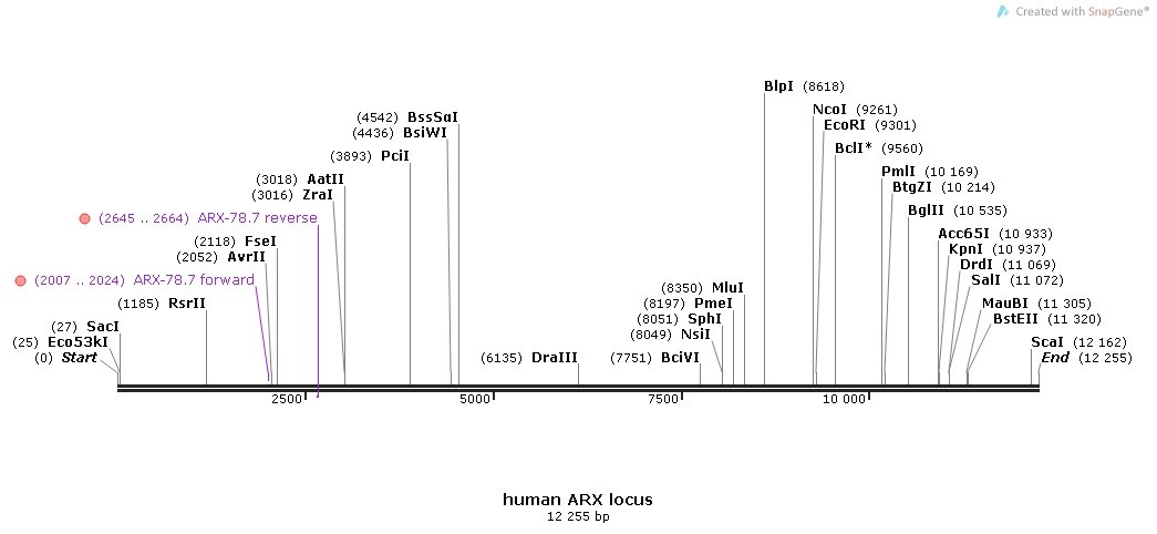 human ARK locus with primers for 79$ GC PCR amplification. This segment contains 2 out of the 3 polyadenine tracts of exon 2.