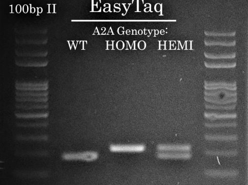 Success #6: Cre and A2A Mouse Genotyping by PCR