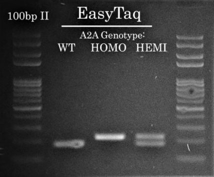 A2A Mouse Genotyping with EasyTaq