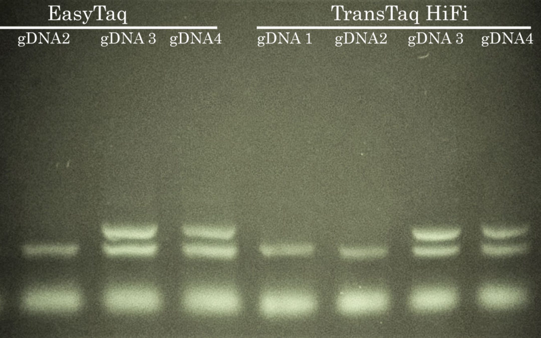 Success #7: Tph2 Mouse Genotyping by PCR