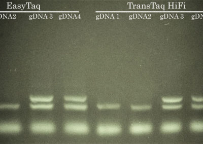 Success #7: Tph2 Mouse Genotyping by PCR
