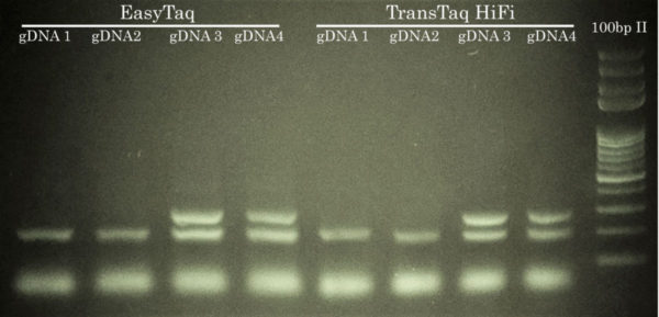 Tph2 Mouse Genotyping