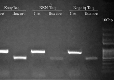 Success #1: EGFP, flox/src, Cre, Confetti Genotyping by PCR