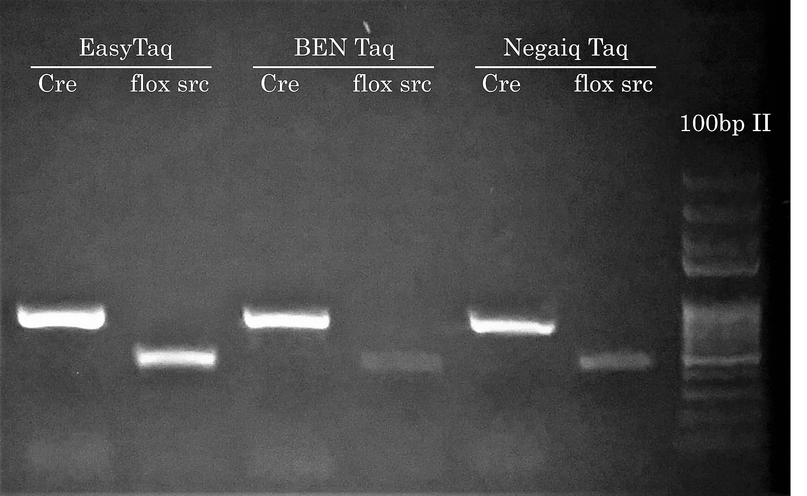 Cre-Flox Mouse Genotyping PCR