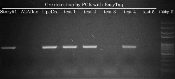 Cre Mouse Genotyping with EasyTaq is also EASY with EasyTaq