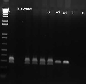 Success #3: DsRed Mouse Genotyping by PCR