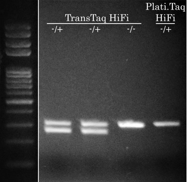 DsRed Mouse Genotyping with TransTaq HiFi