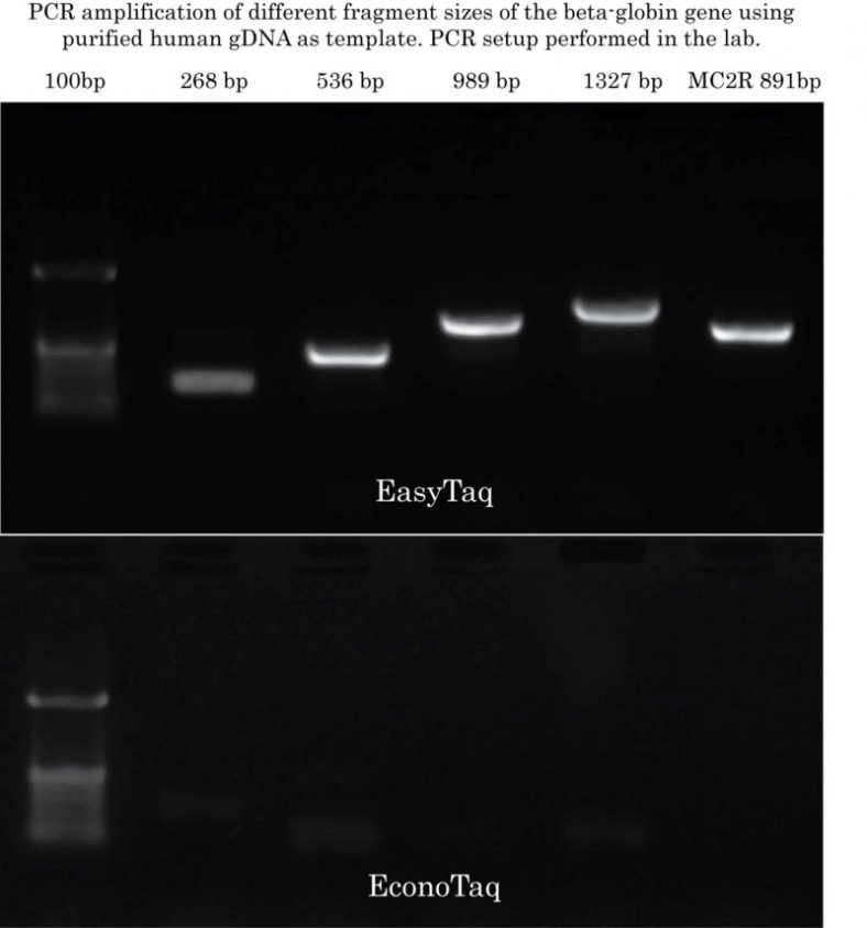 EasyTaq vs EconoTaq: PCR setup in the lab. EconoTaq Human gDNA Quality Control