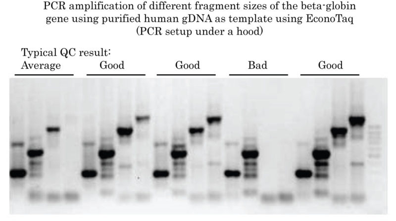EconoTaq Human gDNA Quality Control typical result for b-globin (under the hood)