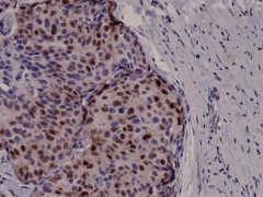 Anti-Cyclin D1 (CCND1) rabbit monoclonal antibody image 1