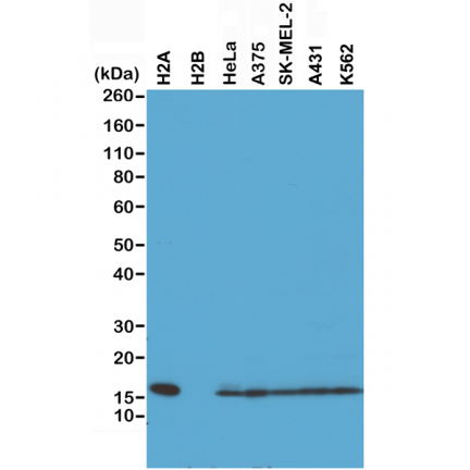 Anti-Histone H2A rabbit monoclonal antibody [RM225] image 2