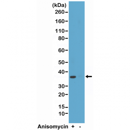 Anti-p38 MAPK Phospho (pT180/pY182) rabbit monoclonal antibody [RM243] image 2