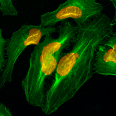 Anti-Histone H2A rabbit monoclonal antibody [RM225] image 1