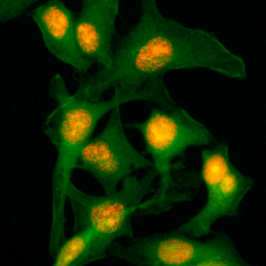 Anti-Histone H2B rabbit monoclonal antibody [RM230] image 1