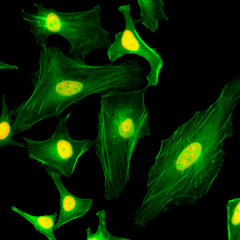 Anti-Core Histone Macro-H2A.1 (H2AFY) rabbit monoclonal antibody [RM248] image 1