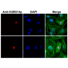 Anti-Phospho-Histone H2B (Ser14) rabbit monoclonal antibody [RM238] image 1