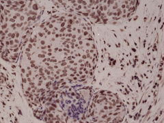 Anti-p38 MAPK Phospho (pT180/pY182) rabbit monoclonal antibody [RM243] image 1