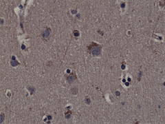 Anti-Phospho-Rsk1 (Thr359/Ser363) rabbit monoclonal antibody [RM233] image 1