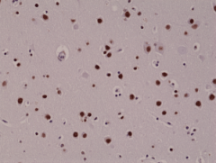 Anti-5-hydroxymethylcytosine (5-hmC) rabbit monoclonal antibody [RM236] image 1