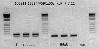 Tph2 Mouse Genotyping JAckson lab figure Tg(Tph2-cre/ERT2)6Gloss