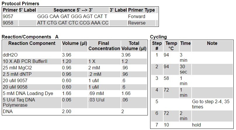 A2A Mouse Genotyping Jackson lab figure Adora2atm1Masc PCR setup and cycling