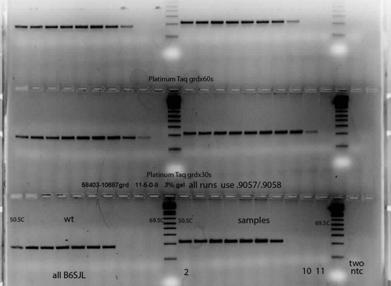 A2A Mouse Genotyping Jackson lab figure Adora2atm1Masc