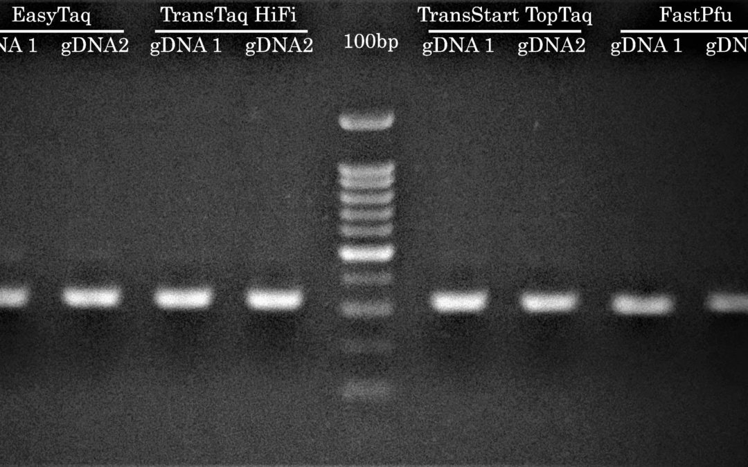 Success #2: Mouse DNA genotyping by PCR at the Lady Davis Institute