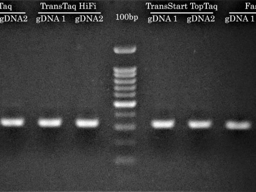 Success #2: Mouse DNA genotyping by PCR at the Lady Davis Institute