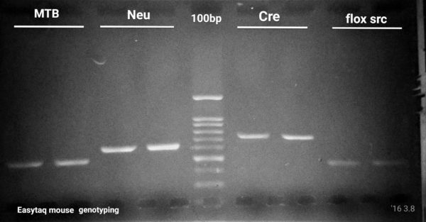 Neu EGFP flox Cre mouse genotyping PCR