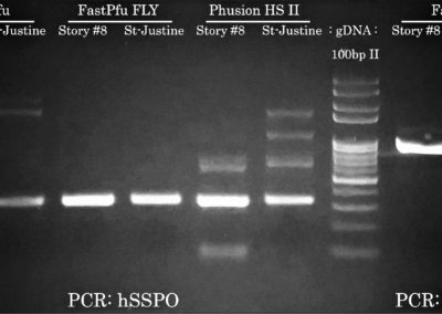 Success #9: High-Fidelity & Specific PCR from Human gDNA