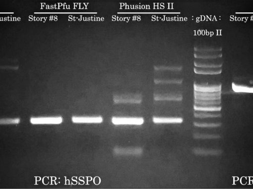 Success #9: High-Fidelity & Specific PCR from Human gDNA